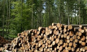 Правительство прочесало лес