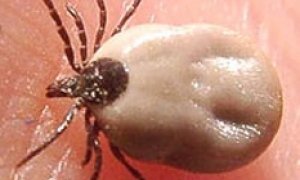 Клещи «озверели»