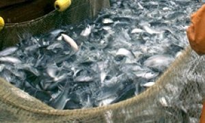 Колхоз вам в помощь