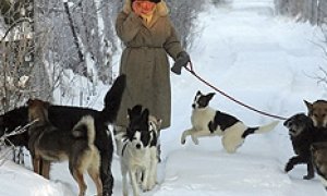 Москвичей заставят гулять с совками