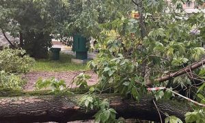 В Москве в результате урагана один человек погиб и еще 10 пострадали