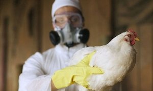 Россельхознадзор сообщил об угрозе распространения птичьего гриппа