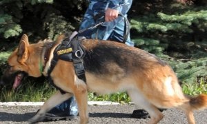 Петербургская полиция потратит полмиллиона рублей на покупку восьми собак