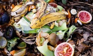 В Сочи построят свиноферму для утилизации пищевых отходов