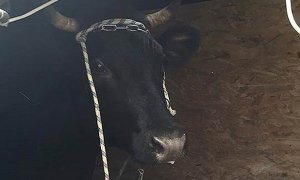 Бизнесмены подарили московским чиновникам «дойную корову»