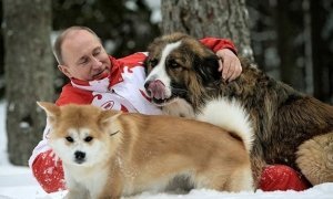 Владимир Путин поддержал требование зоозащитников ужесточить наказание для живодеров  