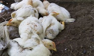 Евросоюз запретил ввоз украинской курятины из-за вспышки птичьего гриппа