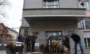В Москве неизвестные оставили около офиса «Новой газеты» клетки с овцами  