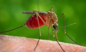 Роспотребнадзор предупредил об угрозе эпидемии малярии в Москве