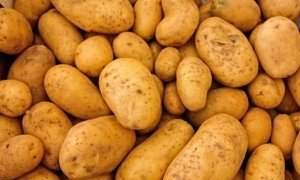 Производители пожаловались на торговые сети из-за отказа покупать российскую картошку