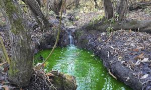 В Пермском крае реки окрасились в зеленый цвет. Ведется проверка