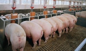 На фермах поставщика крупных гипермаркетов нашли вирус африканской чумы свиней