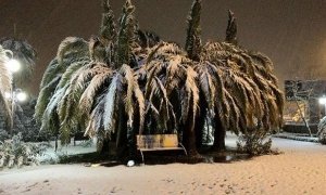 Мэрия Сочи попросила помощи у горожан в спасении пальм от снега