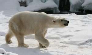 Глава Минприроды отказался признать самообороной подрыв белой медведицы 