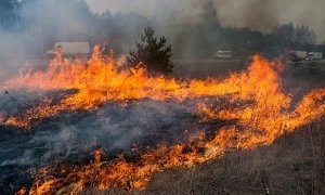 Жителям Подмосковья запретили ходить в лес на шашлыки из-за риска возникновения природных пожаров