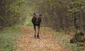 Правительство рассмотрит вопрос о частичной вырубке «Лосиного острова» под строительство МЦД