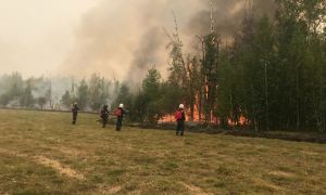 В России общая площадь лесных пожаров увеличилась до 8 млн гектар