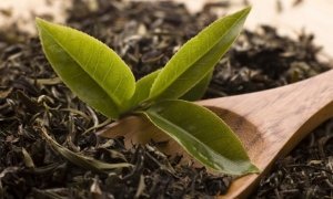 Россельхознадзор запретил ввоз чая из Шри-Ланки из-за опасного жука