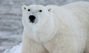 Всемирный фонд дикой природы оправдал убийство белого медведя взрывпакетом