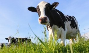 Французская компания Danone из-за санкций перевезет своих коров в Сибирь