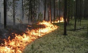  Большинство российских регионов признали неготовыми к лесным пожарам