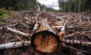 Сотрудники компании-подрядчика «Лукойла» незаконно спилили деревья, а затем воткнули их обратно в землю