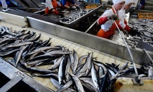 Власти Сахалина отчитались о выплате всех долгов на рыбокомбинате «Островной»