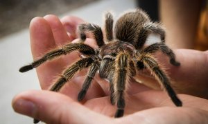 Жители Челябинской области сообщили о нашествии ядовитых пауков
