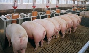 На площадке «Мираторга» выявлен вирус африканской чумы свиней