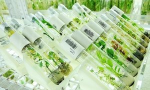 Президент подписал закон о запрете на выращивание ГМО-растений
