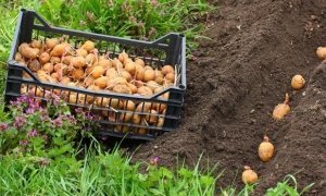 Россельхознадзор опроверг информацию о штрафах за выращивание картошки из своего посевного материала  