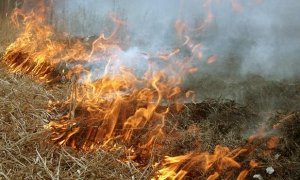 В России в рамках борьбы с лесными пожарами запретили сжигать сухую траву