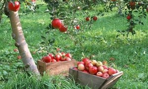 Кузен премьера Дмитрия Медведева займется выращиванием яблок в Краснодарском крае