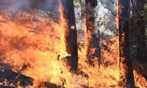 В Красноярском крае вслед за Забайкальем тоже решили не тушить лесные пожары ради экономии