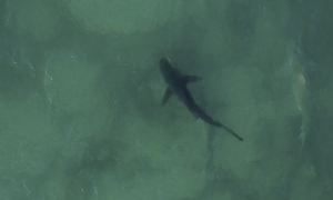 В Египте в результате нападения акулы скончалась вторая туристка