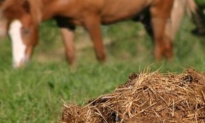 Российских фермеров обяжут платить «экологический» налог на использование навоза