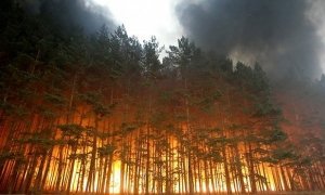 Глава Бурятии попросил разрешить вырубку леса около Байкала в рамках борьбы с природными пожарами