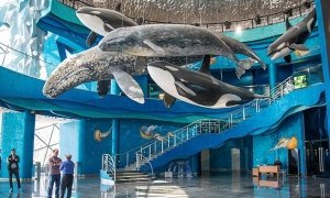Приморский океанариум после гибели двух дельфинов закрыл продажу билетов