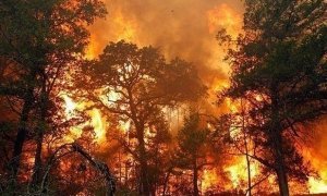 В Бурятии из-за лесных пожаров возбуждено более 70 уголовных дел