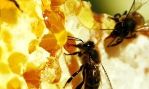Российские пчеловоды просят Минсельхоз ограничить ввоз импортных сладостей