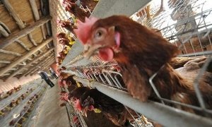 Белоруссия запретила ввоз мяса птицы из Подмосковья в связи со вспышкой птичьего гриппа