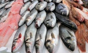 Россельхознадзор сообщил о вбросе на рынок прошлогодней рыбы под видом свежего улова  