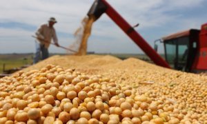 Минсельхоз отказался удовлетворить требование губернаторов о запрете импорта в Россию сои с ГМО