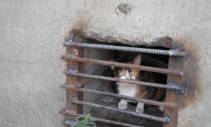Минстрой запретит замуровывать подвалы ради безопасности кошек  