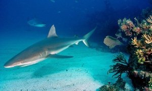 На египетском курорте акула напала на туриста. Мужчина от полученных травм погиб