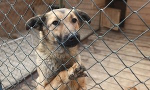 По факту массовой гибели животных в приюте «ЭКО Вешняки» возбуждены административные дела