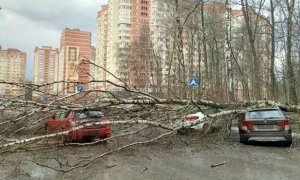 Число жертв урагана в Москве выросло до двух человек