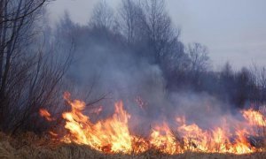 В Забайкалье местного пастуха заподозрили в провоцировании крупного лесного пожара