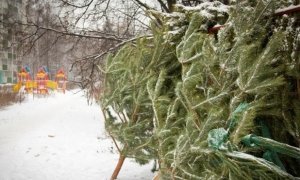 Депутат Виталий Милонов предложил ограничить продажу живых елок