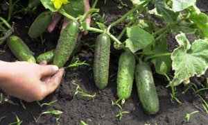 Московским школам предложили самим выращивать овощи